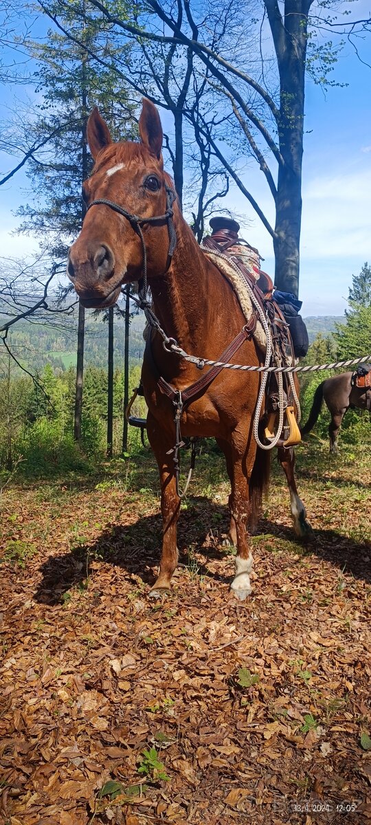 Prodej květen- červen - 4