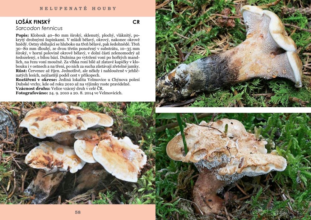 PAVEL ŠPINAR - VZÁCNÉ HOUBY TÁBORSKA - 4