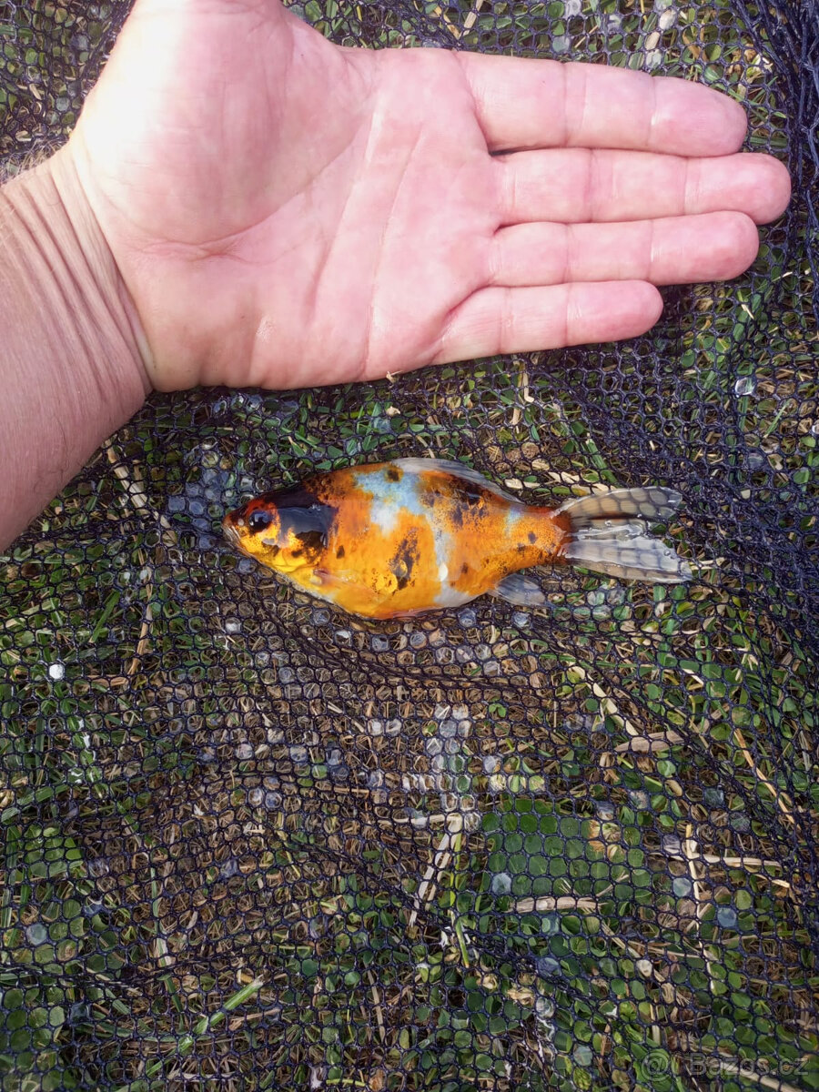 Jezírkové ryby na prodej - 4