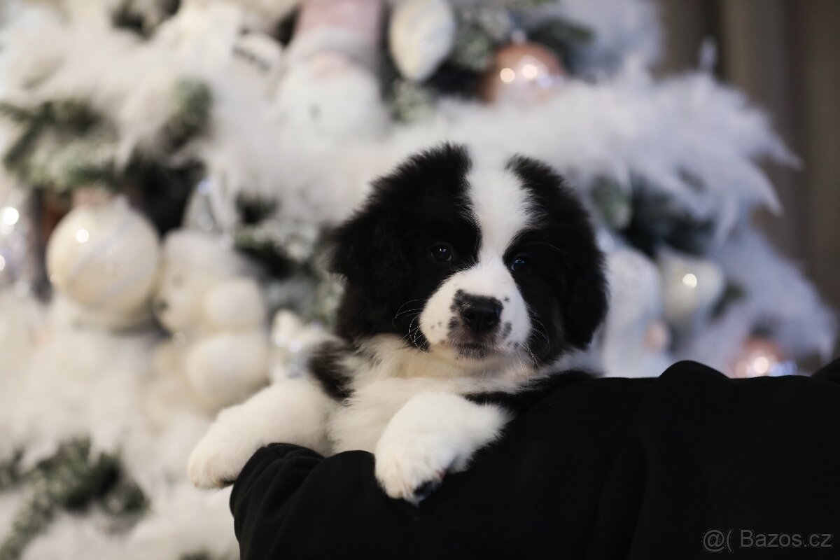 Miniaturní americký ovčák - 4