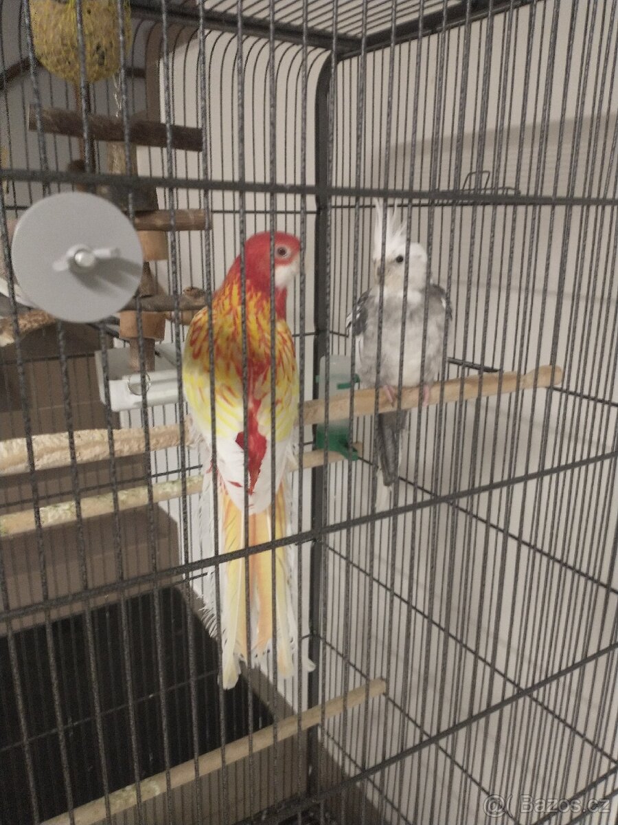 Korely a Rosela pestrá - 4