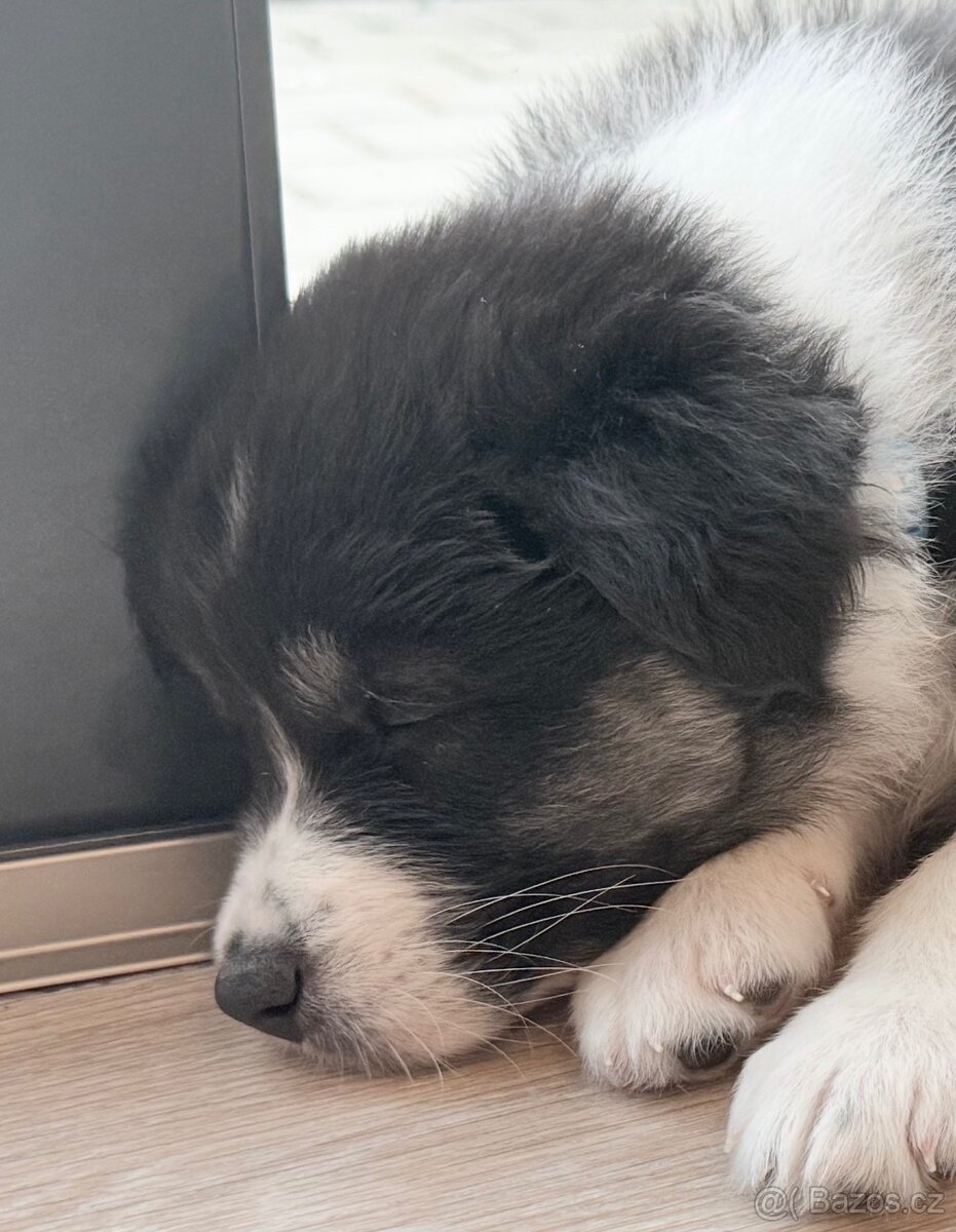 Australský ovčák s PP - 4