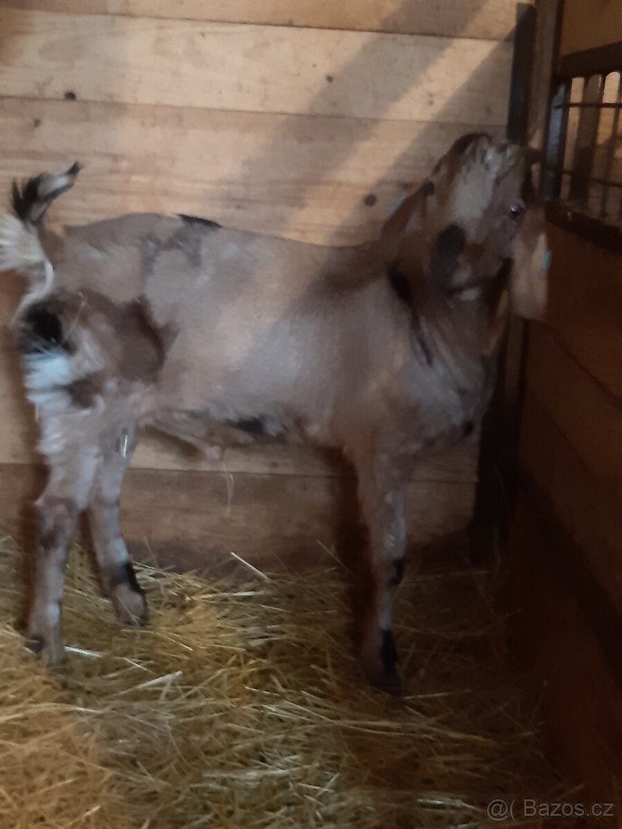 anglonubijský kozlík 100% - 4