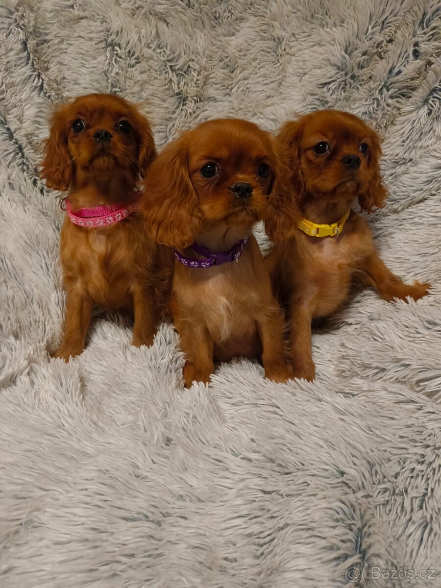 Kavalír King Charles Španěl - 4