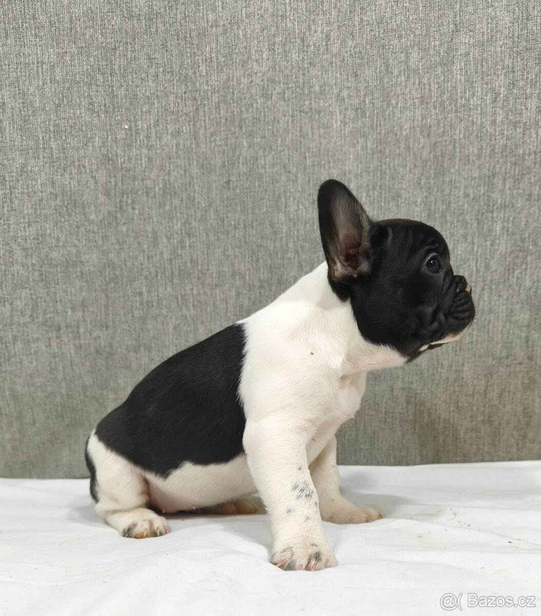 Francouzsky buldoček - 4