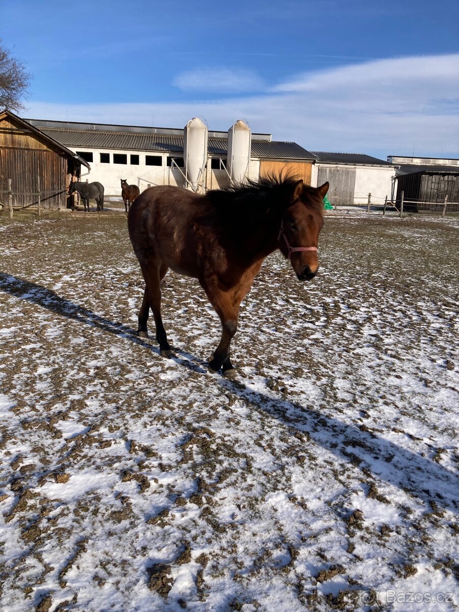 Quarter Horse - kobylka - 4