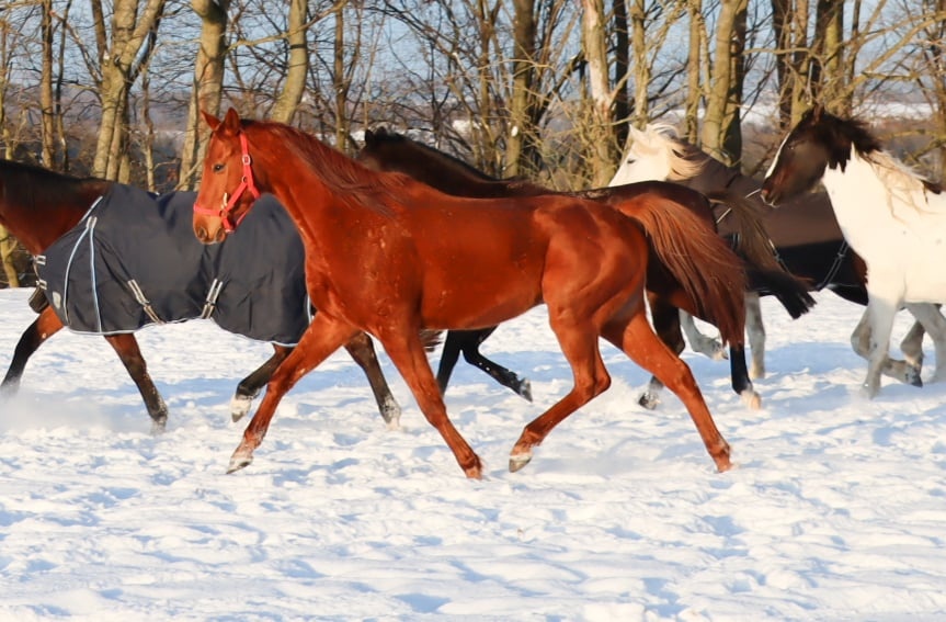 Anglický plnokrevník - 4