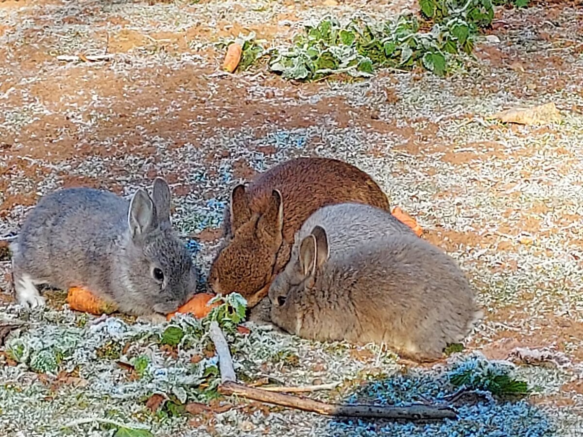 Zakrslý králíček možno i s morčetem - 4