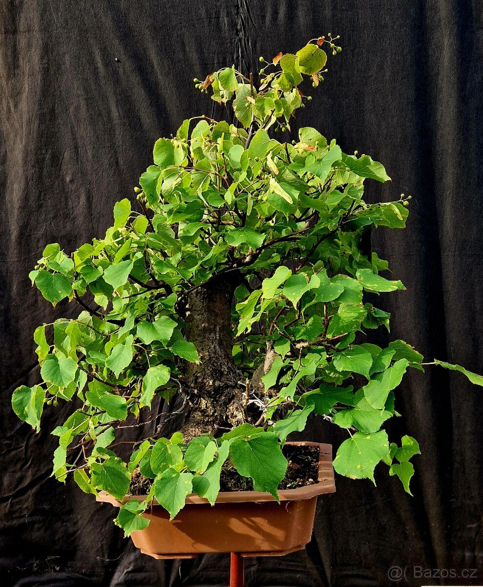 Bonsai, Bonsaj - Lipa srdcita Top - 4