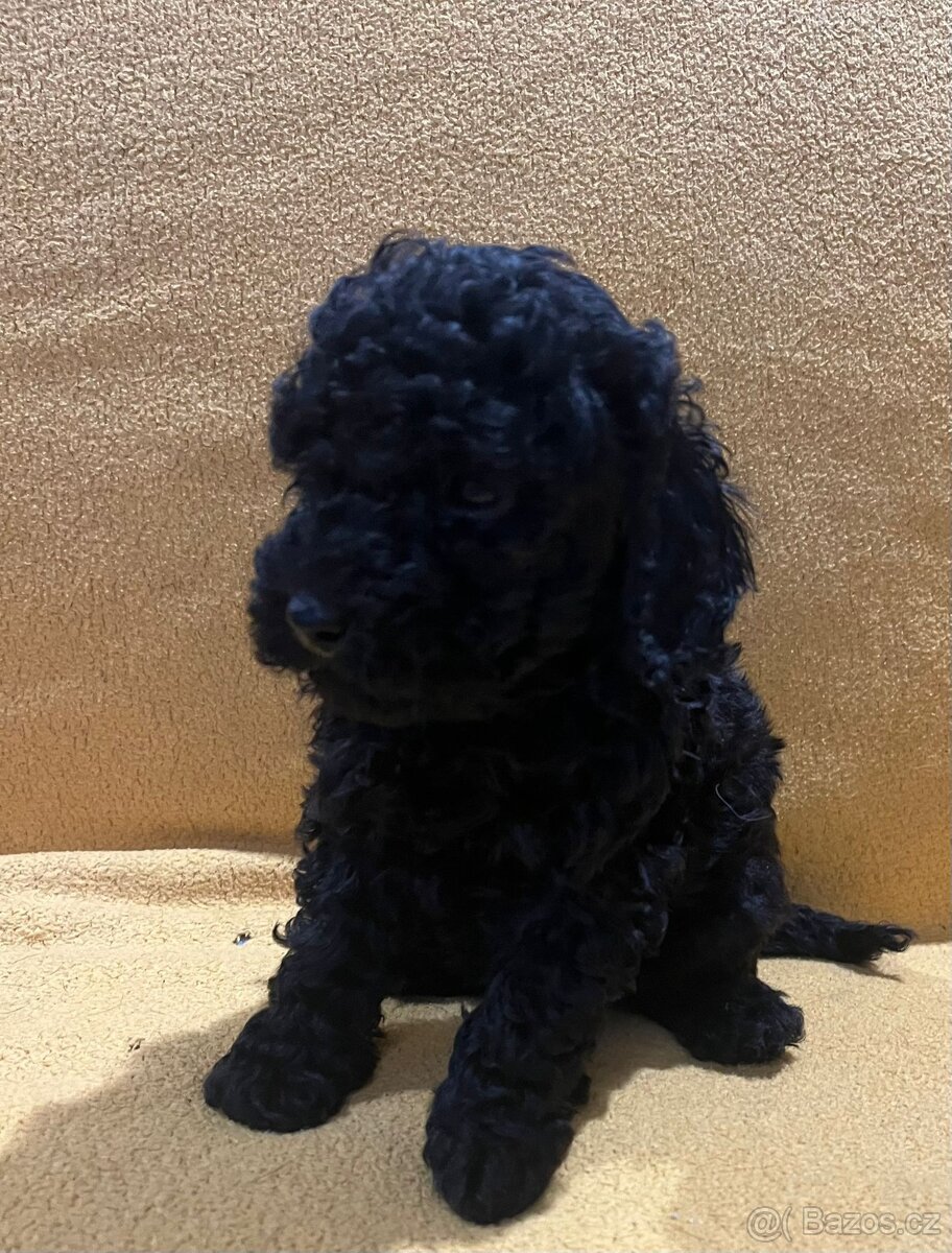 Pudelki miniaturki - 4