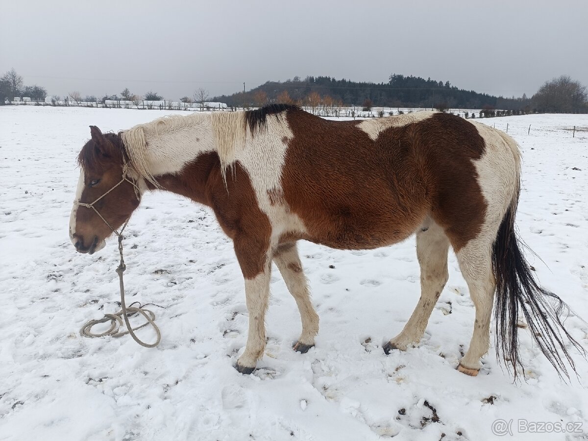 Valach paint horse - 4