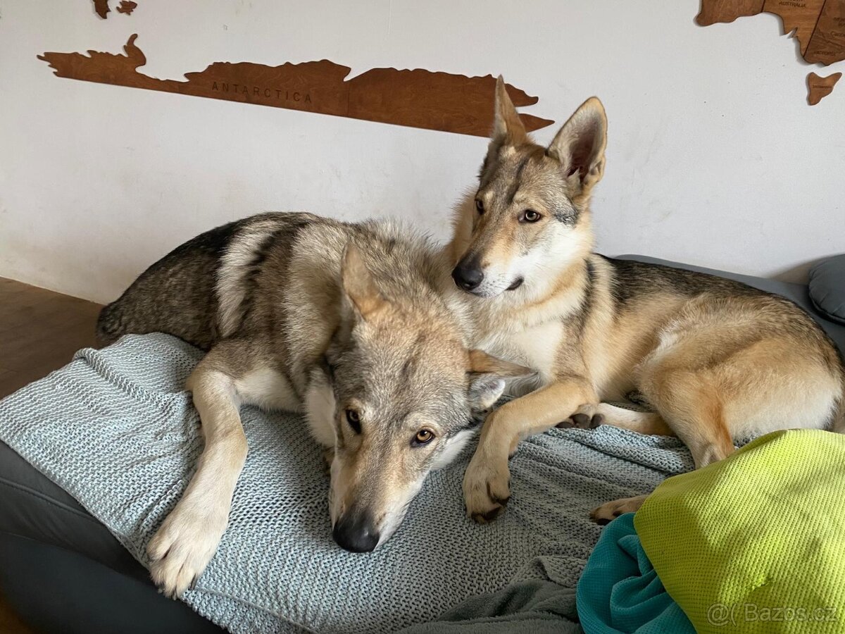 Československý vlčák - 4