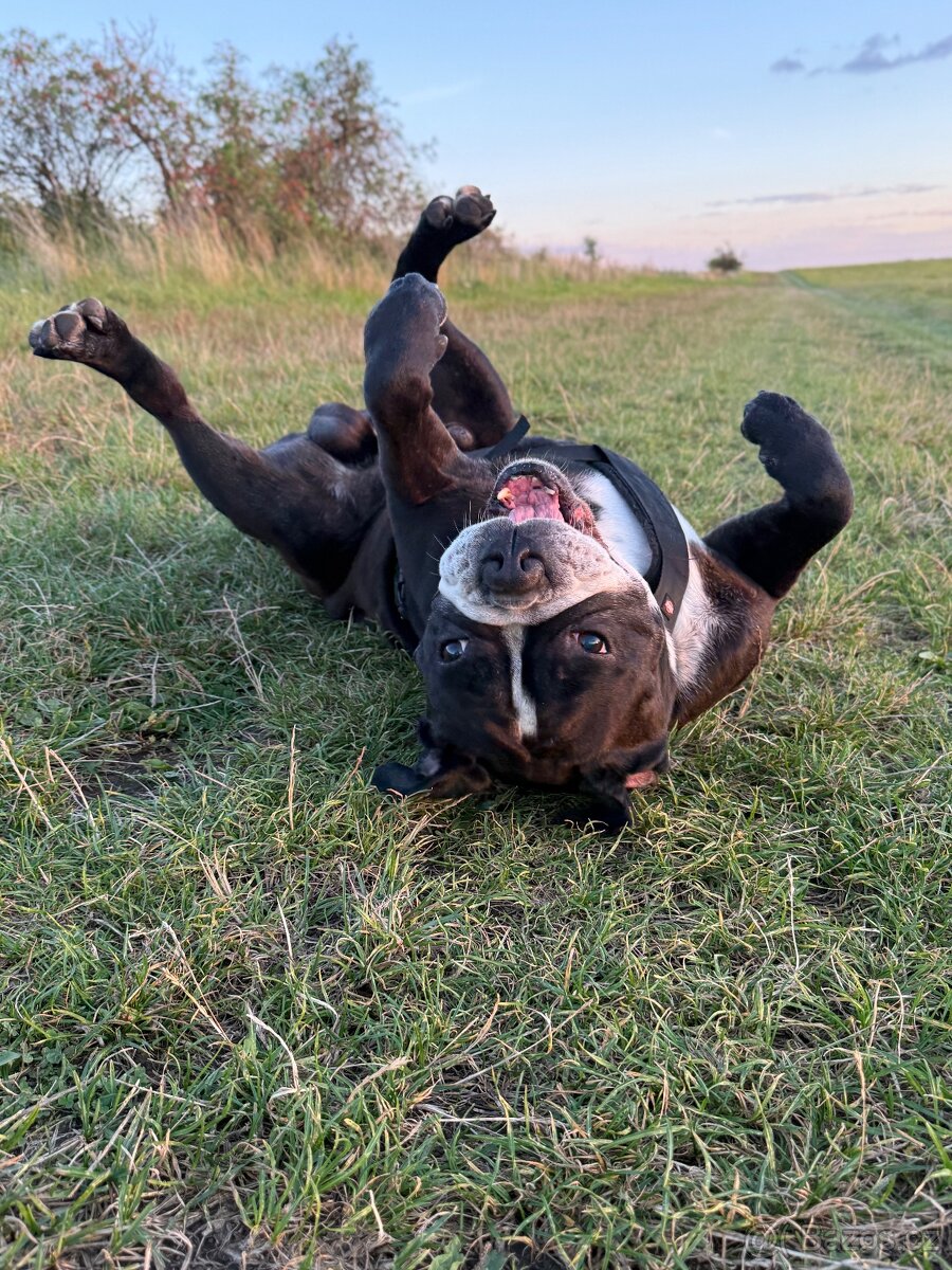 Kontinentální buldok s PP hledá nevěstu - 4