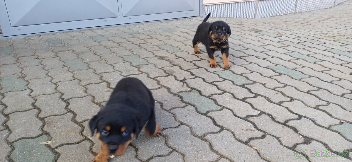 REZERVACE Štěňata rotvajler bez PP - 4