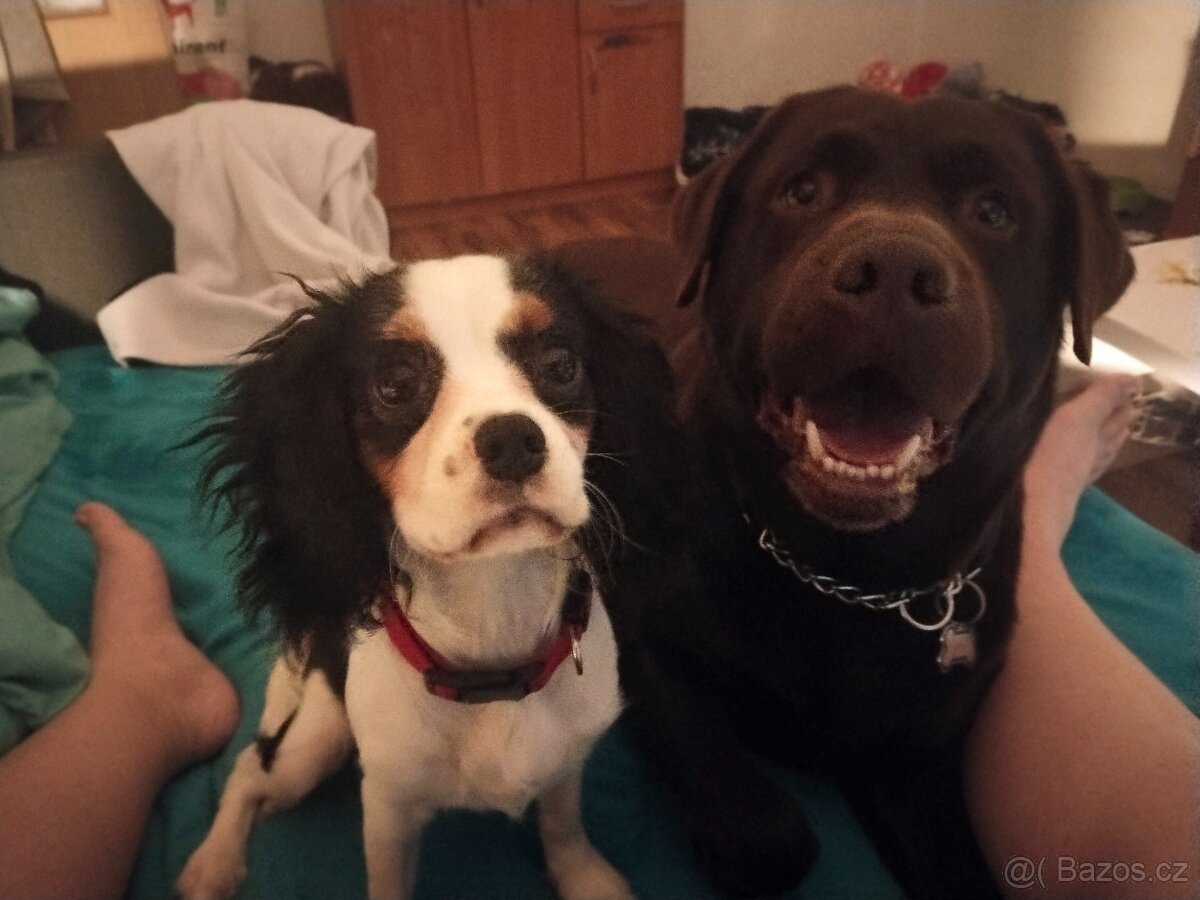 Labradorský retrívr s PP - 4