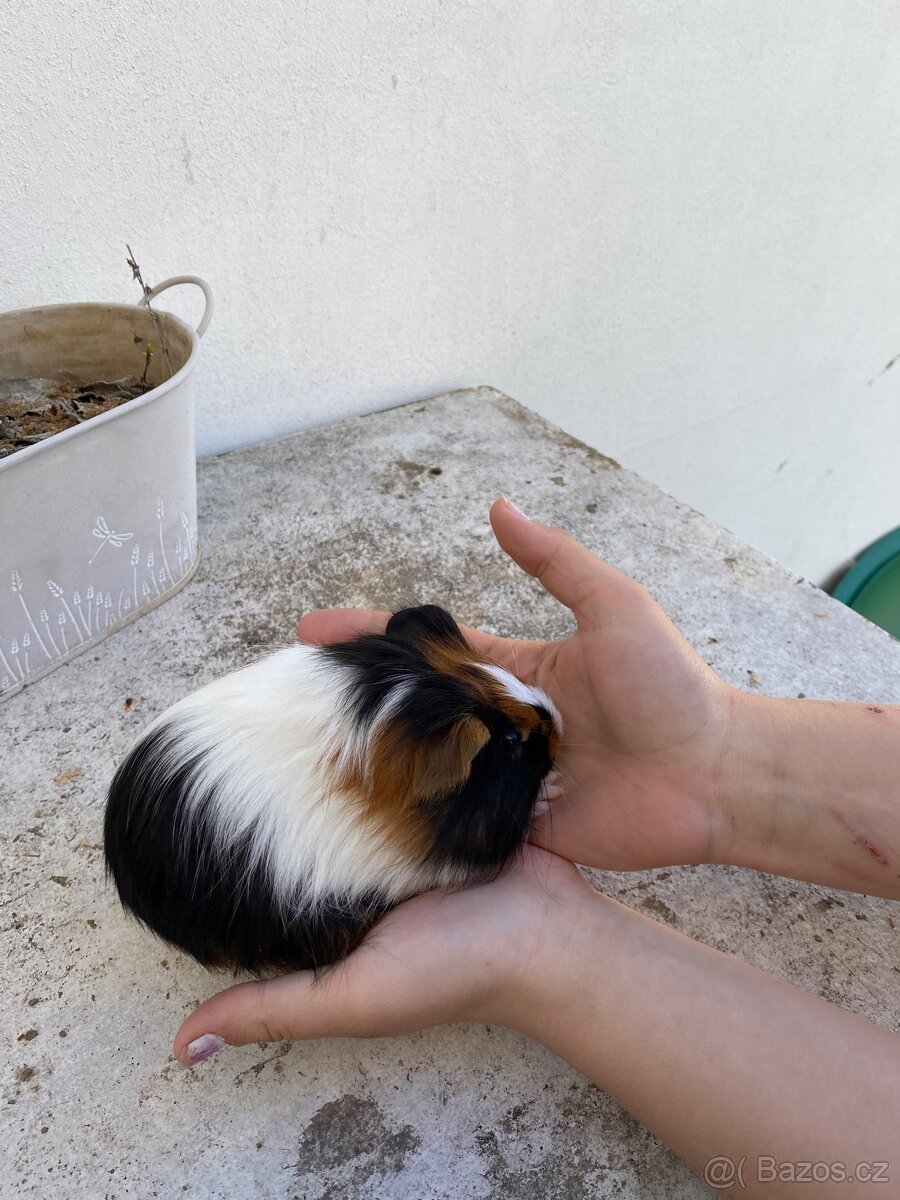 Prodám morčata - 4