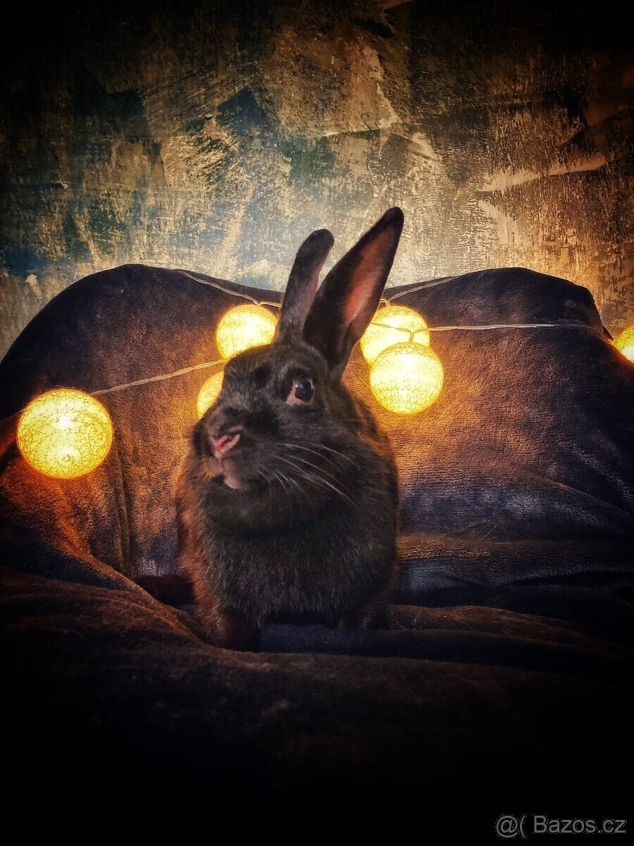 sportovní králík s pp - Helena - 4