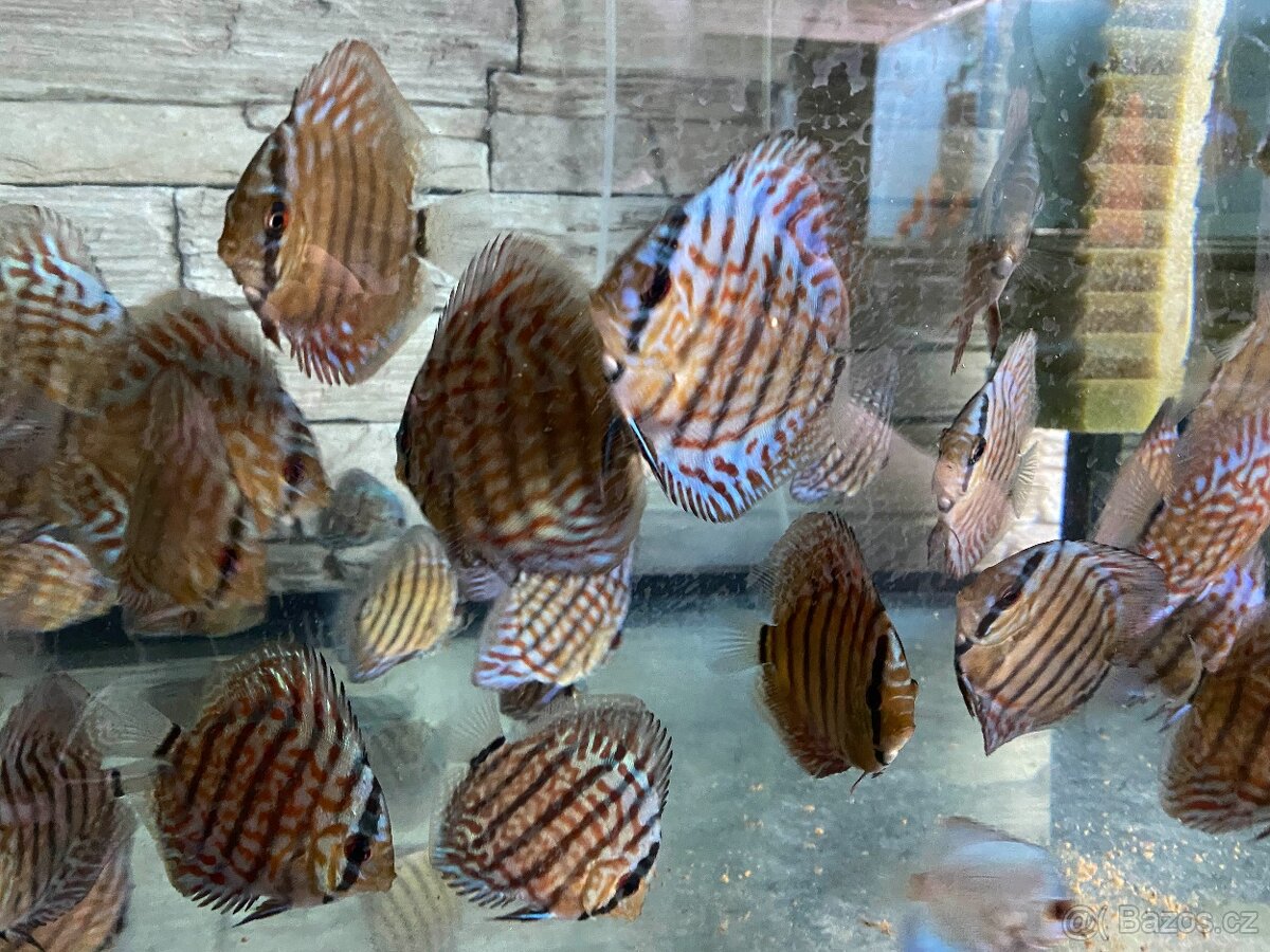 Discus, terčovci RED Tyrkys - 4