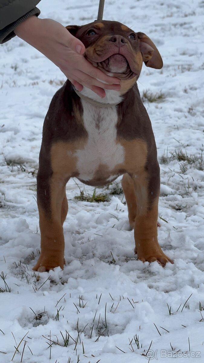 American Bully xl - 4