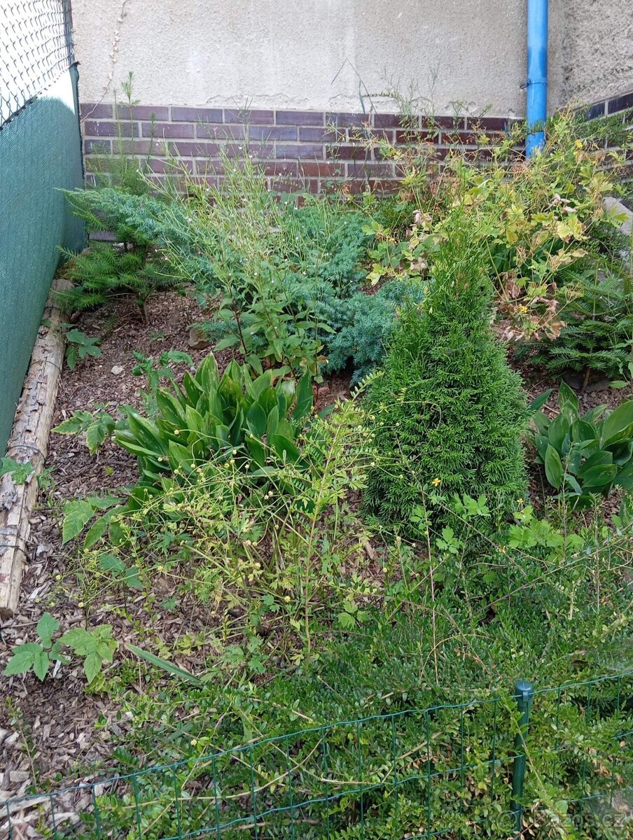 Velké množství rostlin - 4