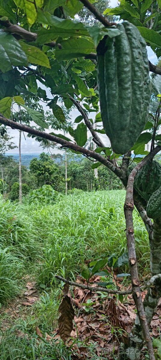 Pozemek v Amazonii - 4