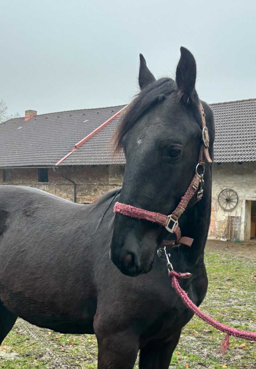 Hřebeček Barock Pinto - 4