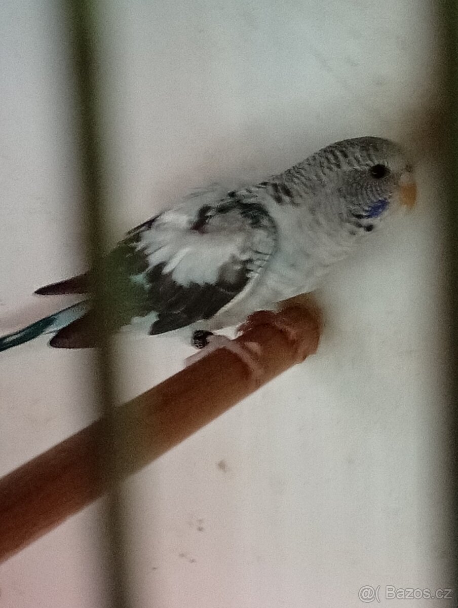 Hagoromo, blackwings - 4