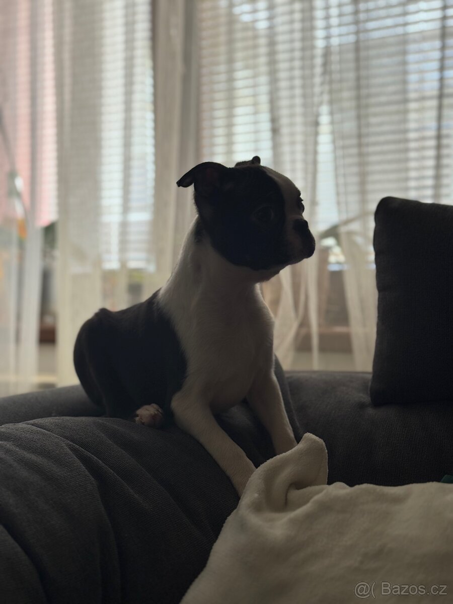 BOSTONSKÝ TERIÉR S PP FCI - 4