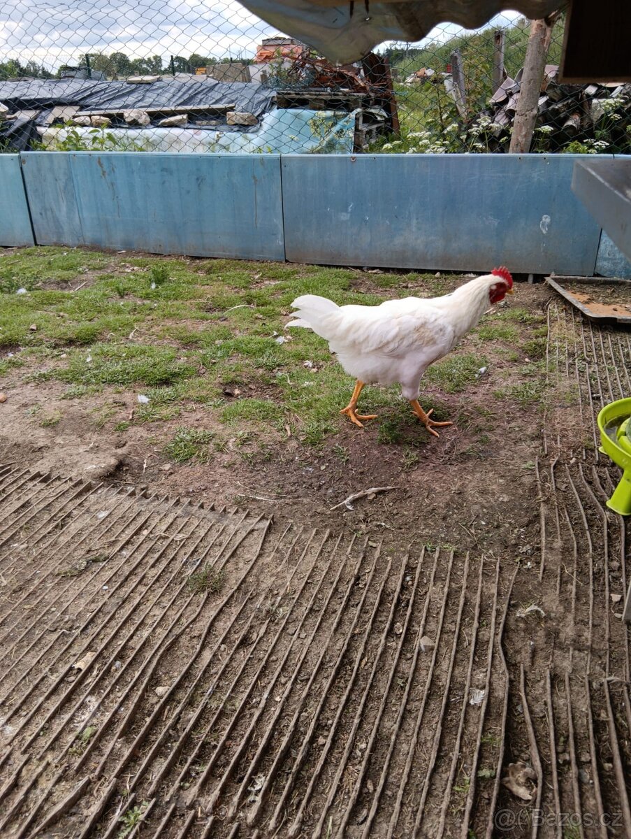 Kohout Leghorn - 4