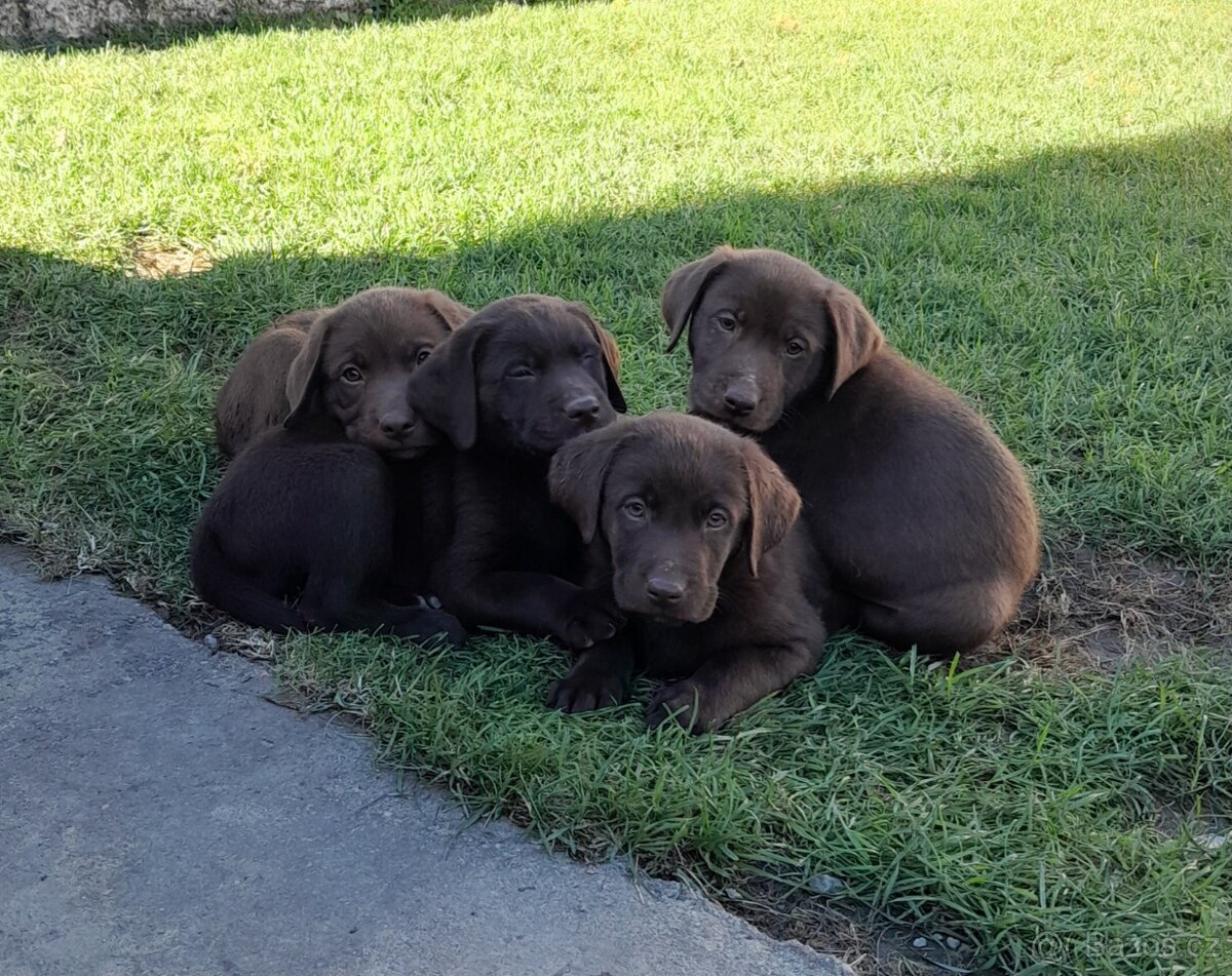 Čokoládový labrador - 4