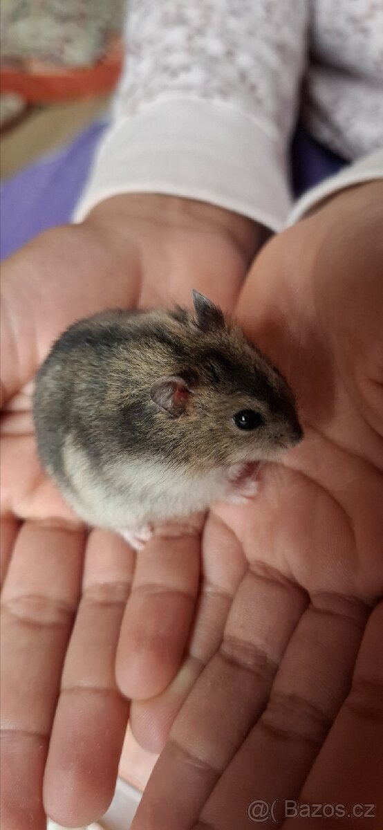 Křeček džungarský - 4