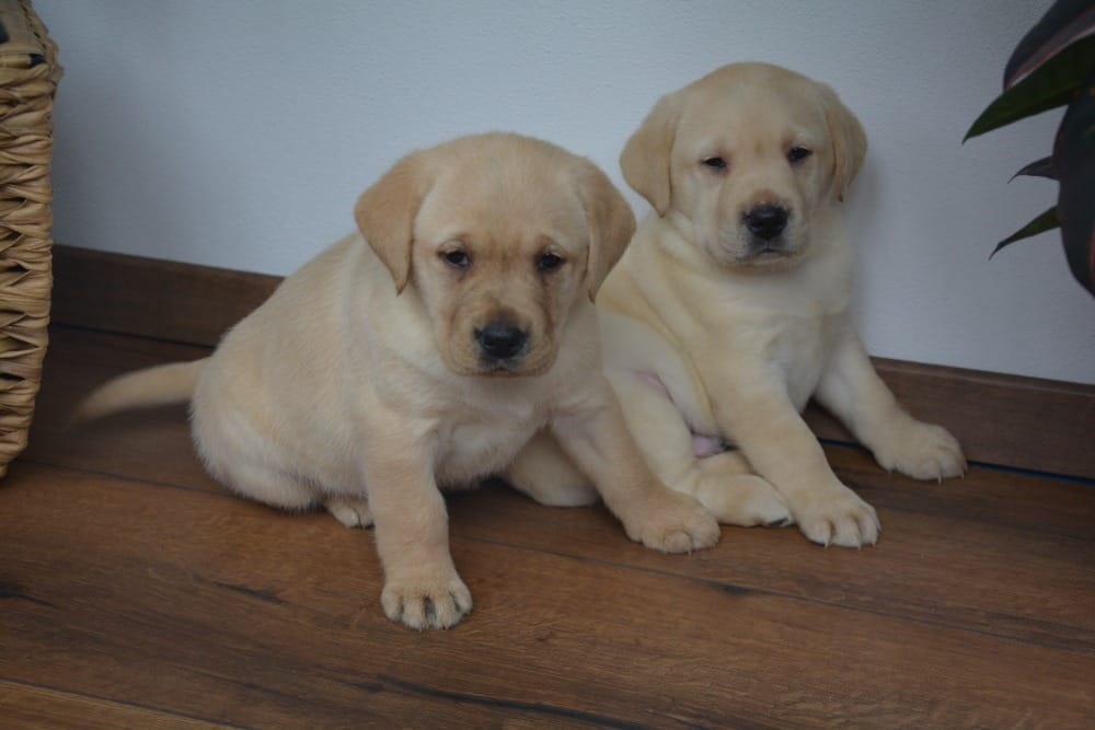 Labrador - 2 chlapečci - 4