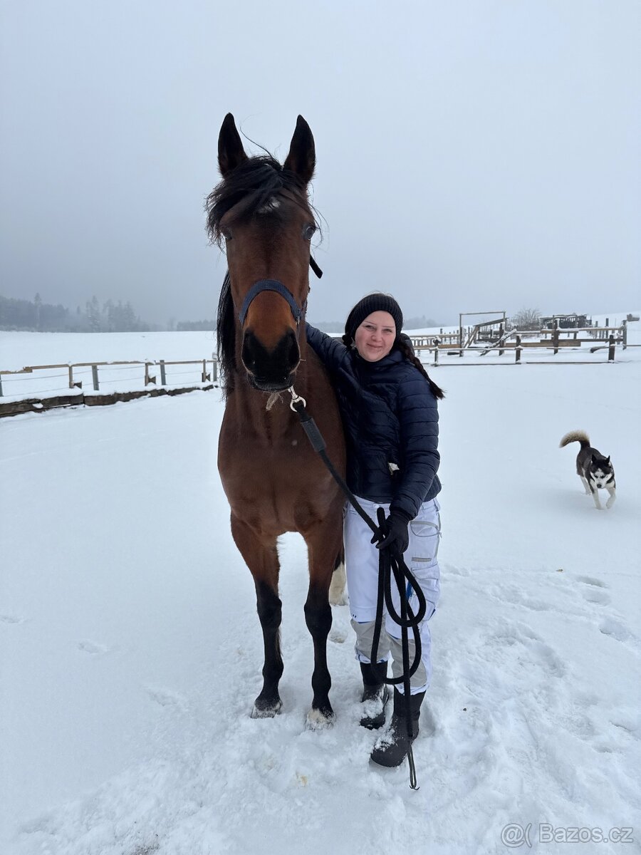 7 letá klisna - klusak - 4