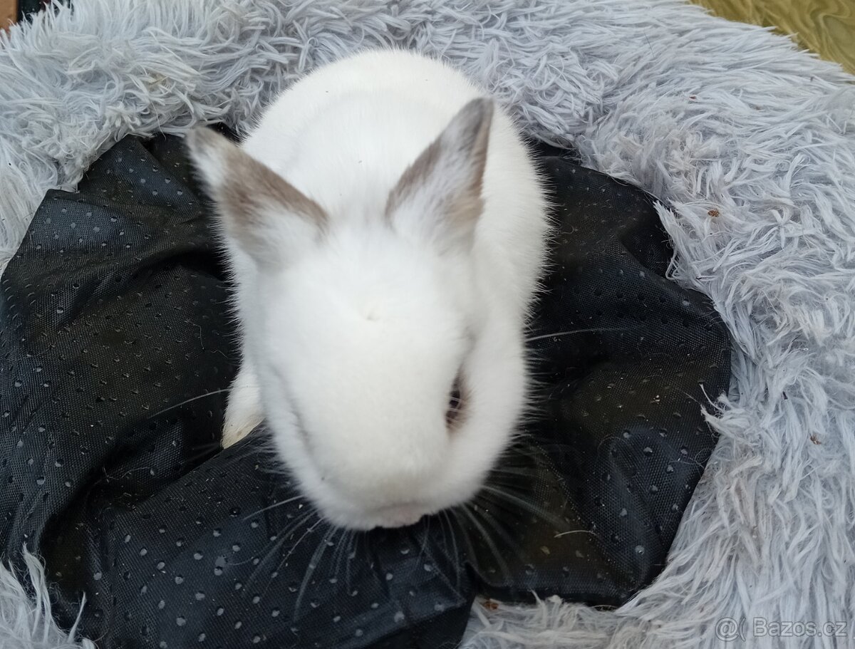 Zakrsli kralicci vrh E - 4