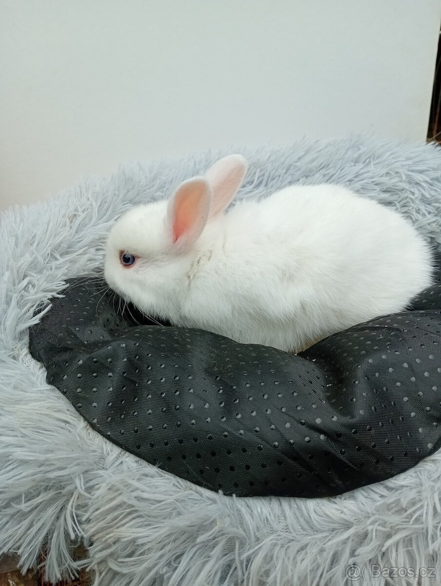 Zakrslý králíček I3 - 4