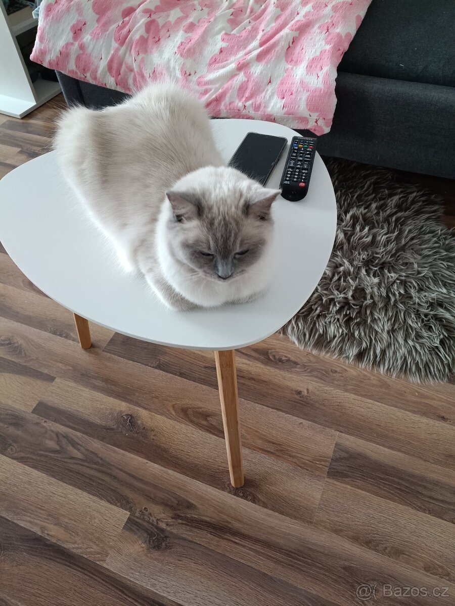 Prodám pulroční kotě - 4