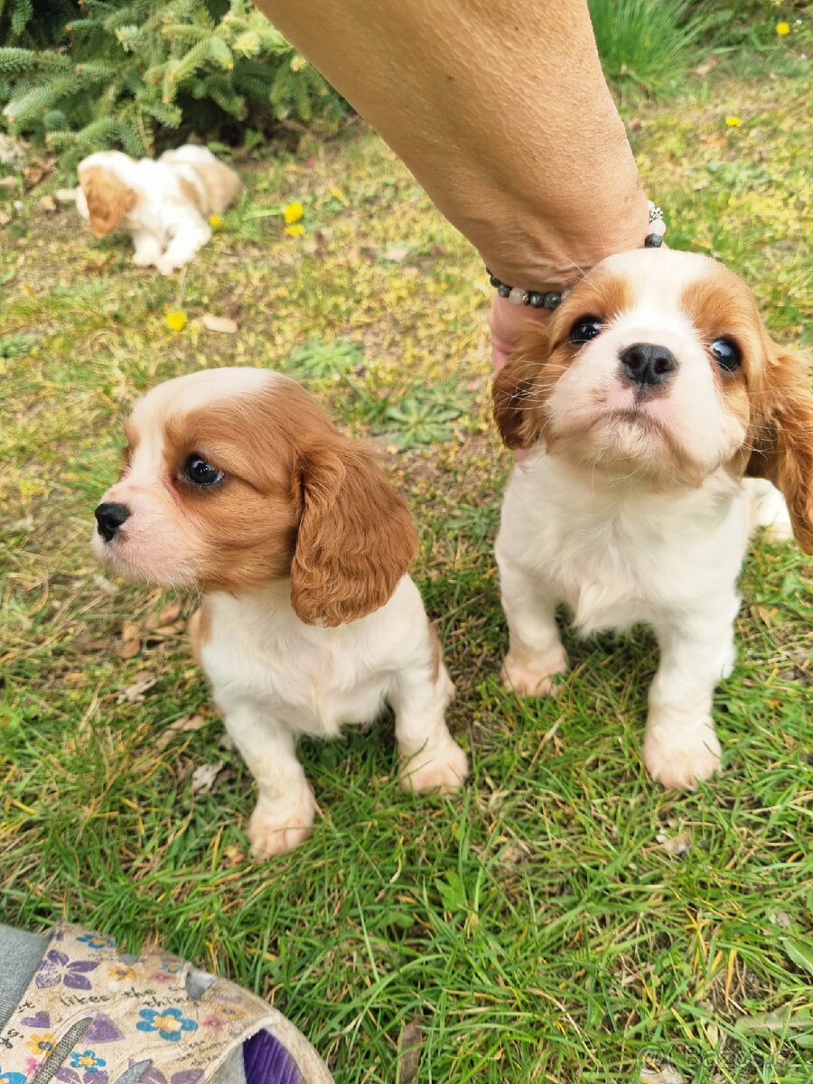 Kavalír king charles španěl - 4