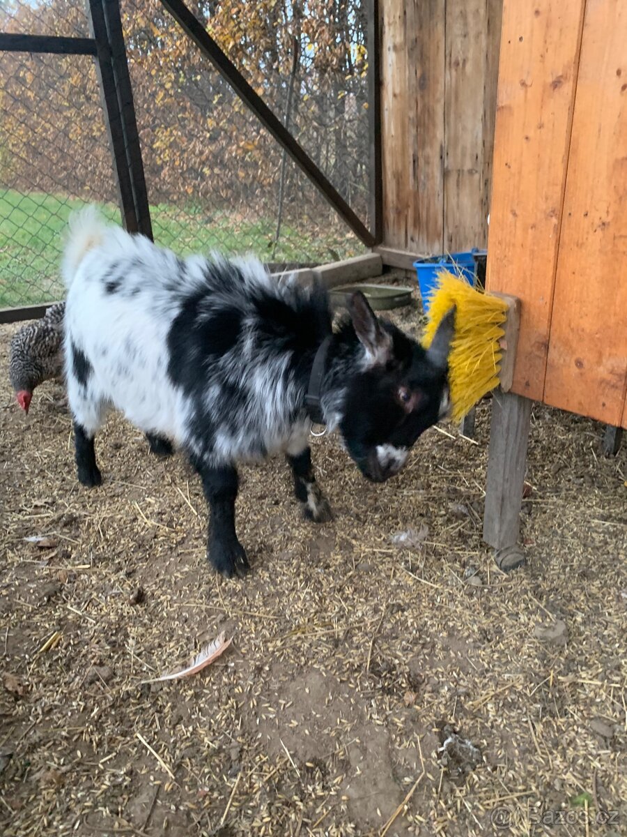 Kozlík holandský - 4