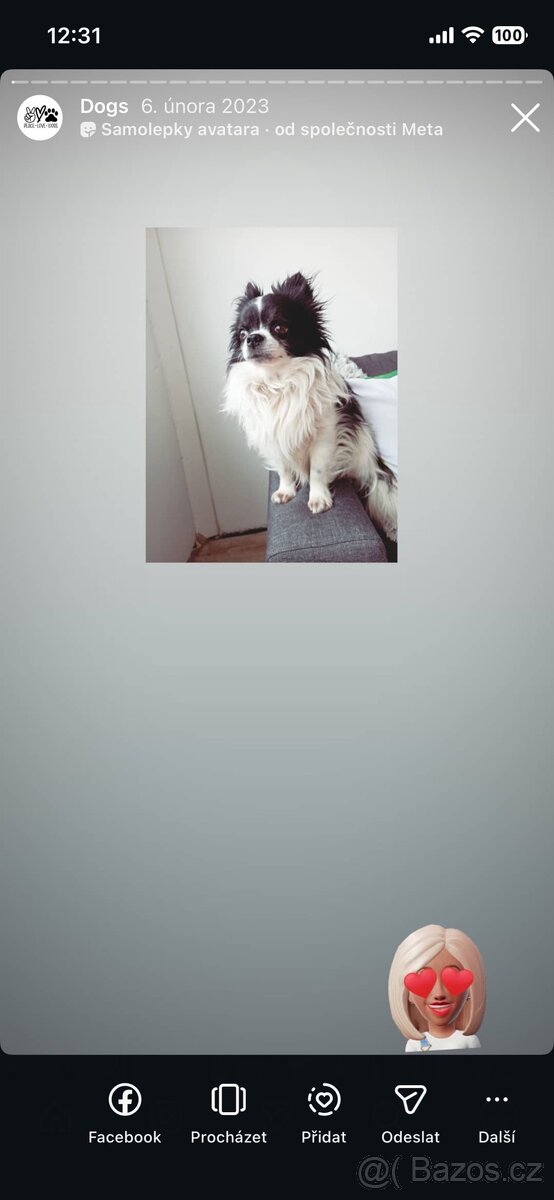 Dlouhosrstá čivava bez pp. Holka a kluk - 4