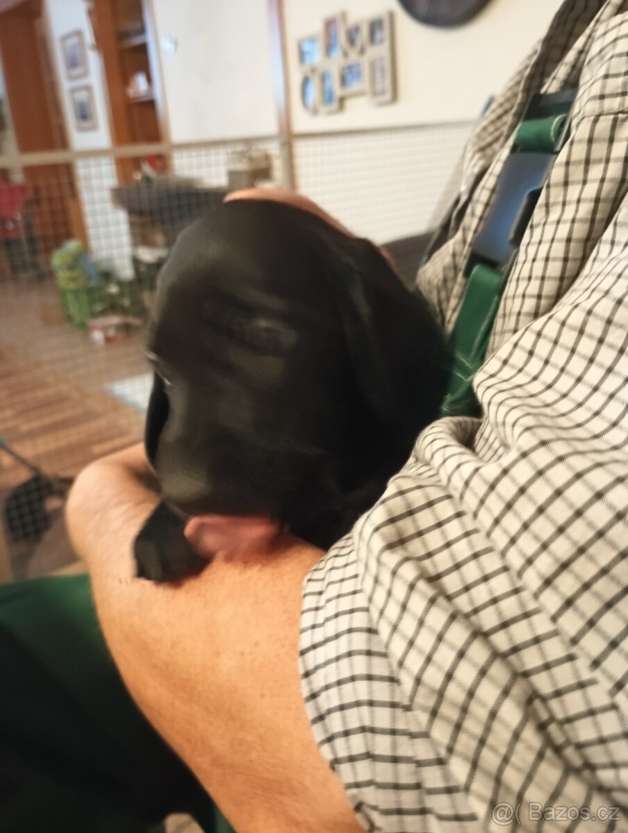 Prodám štěňátka - 4