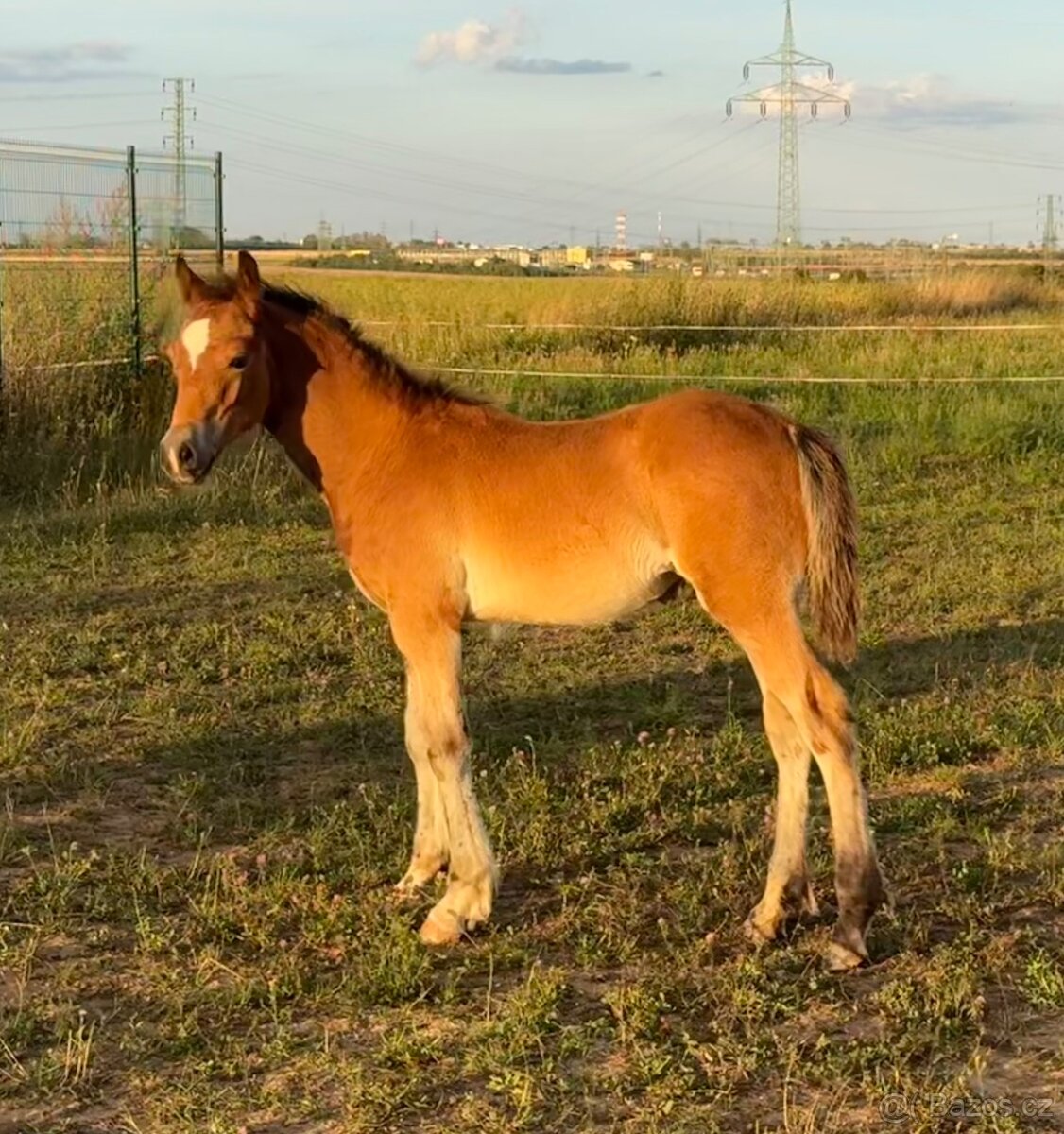 🌟 Hřebeček Welsh Cob 🌟 - 4