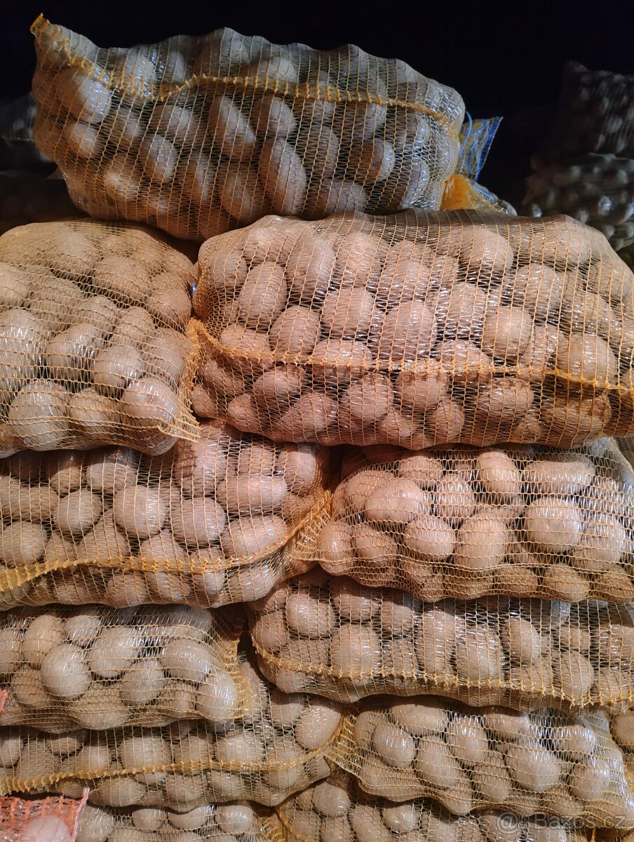 Brambory konzumní - 4