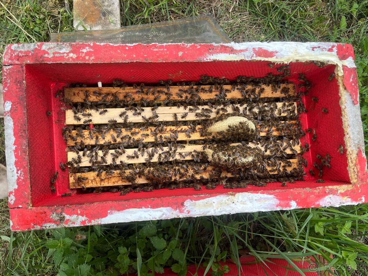 Včelí oddělky 39x24 - 4