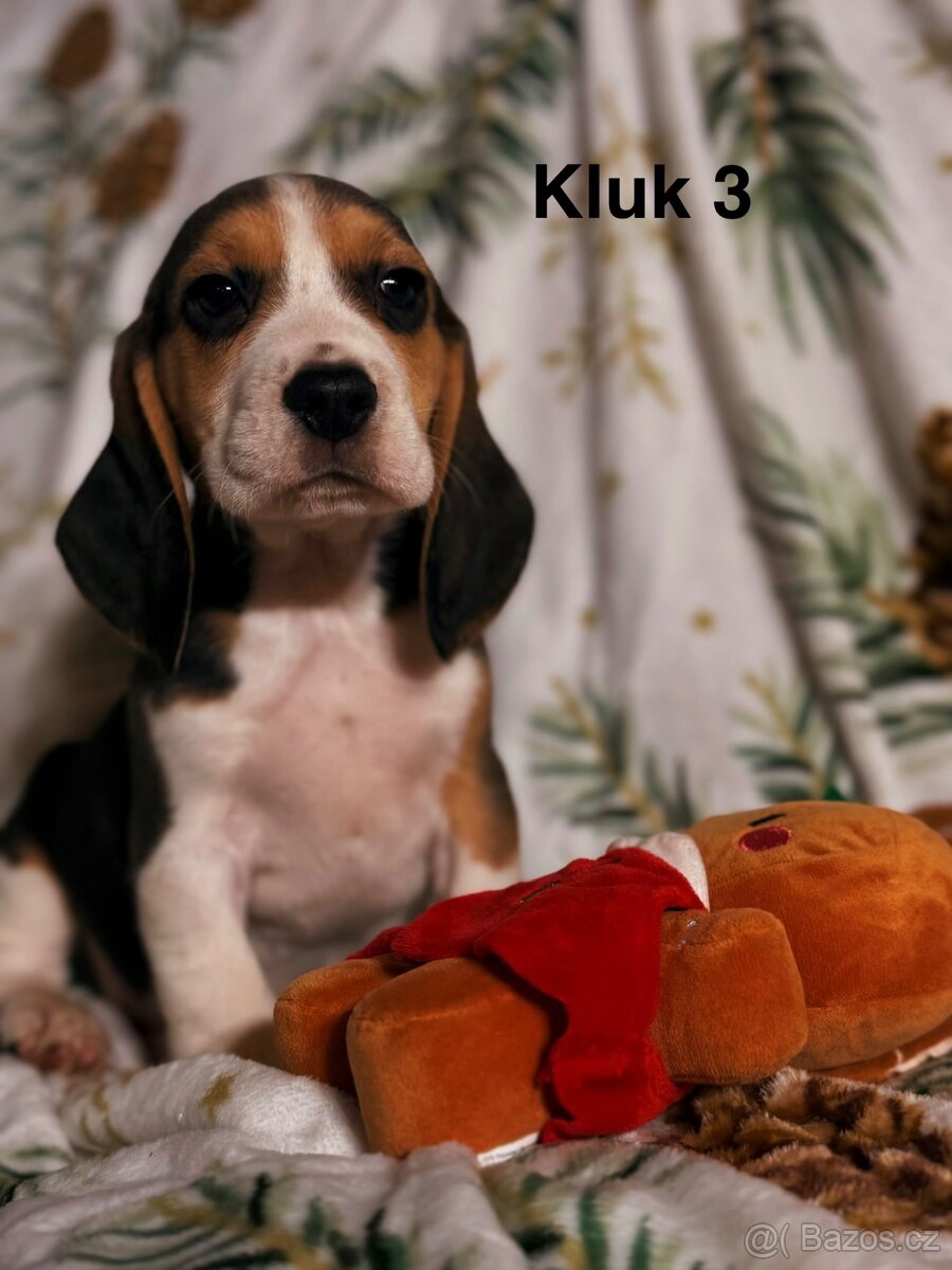 Bígl trikolor, štěňátka - 4