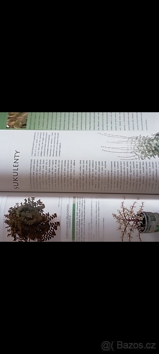 Pokojové rostliny - 4