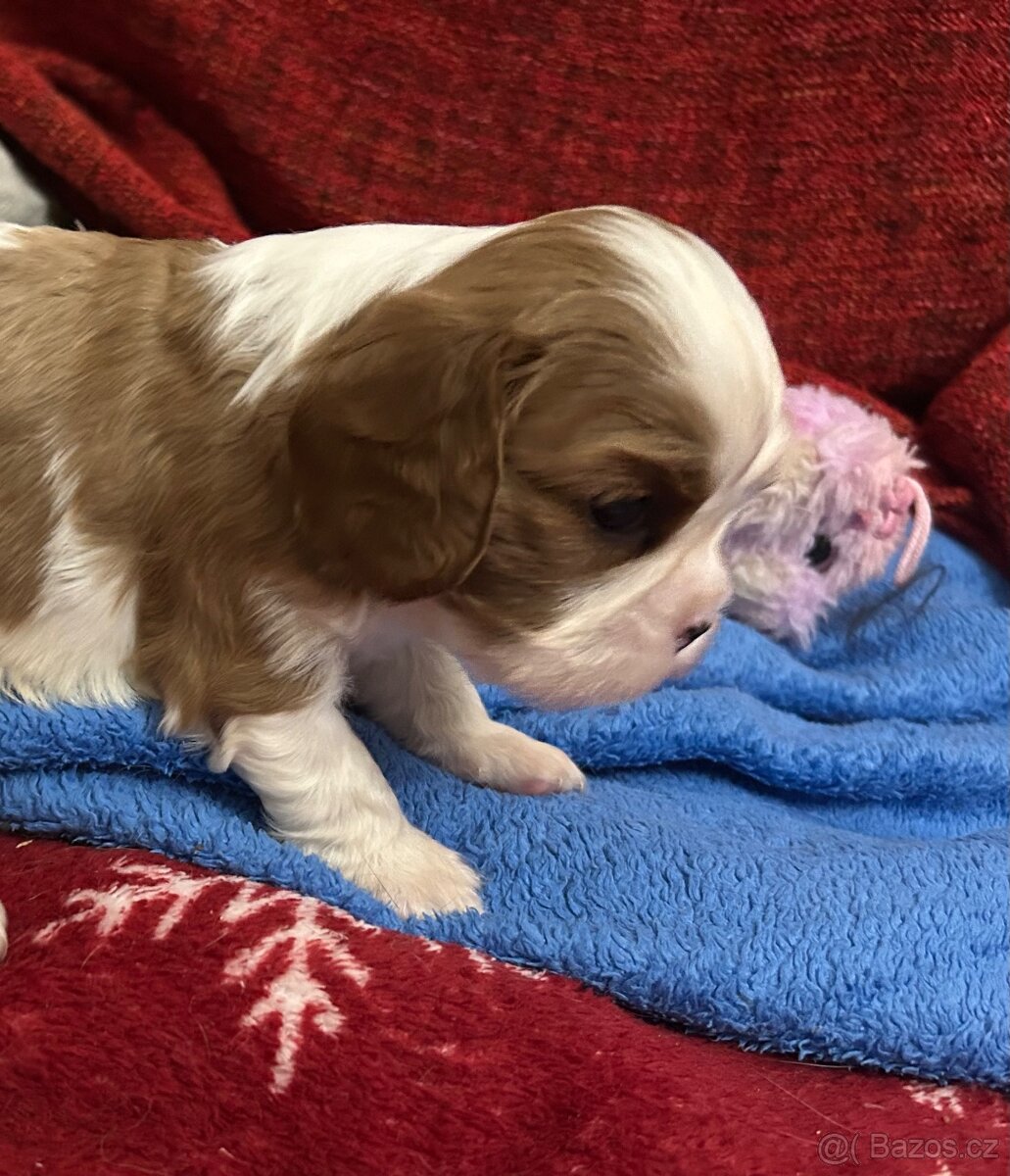Kavalír king charles španěl s PP - 4