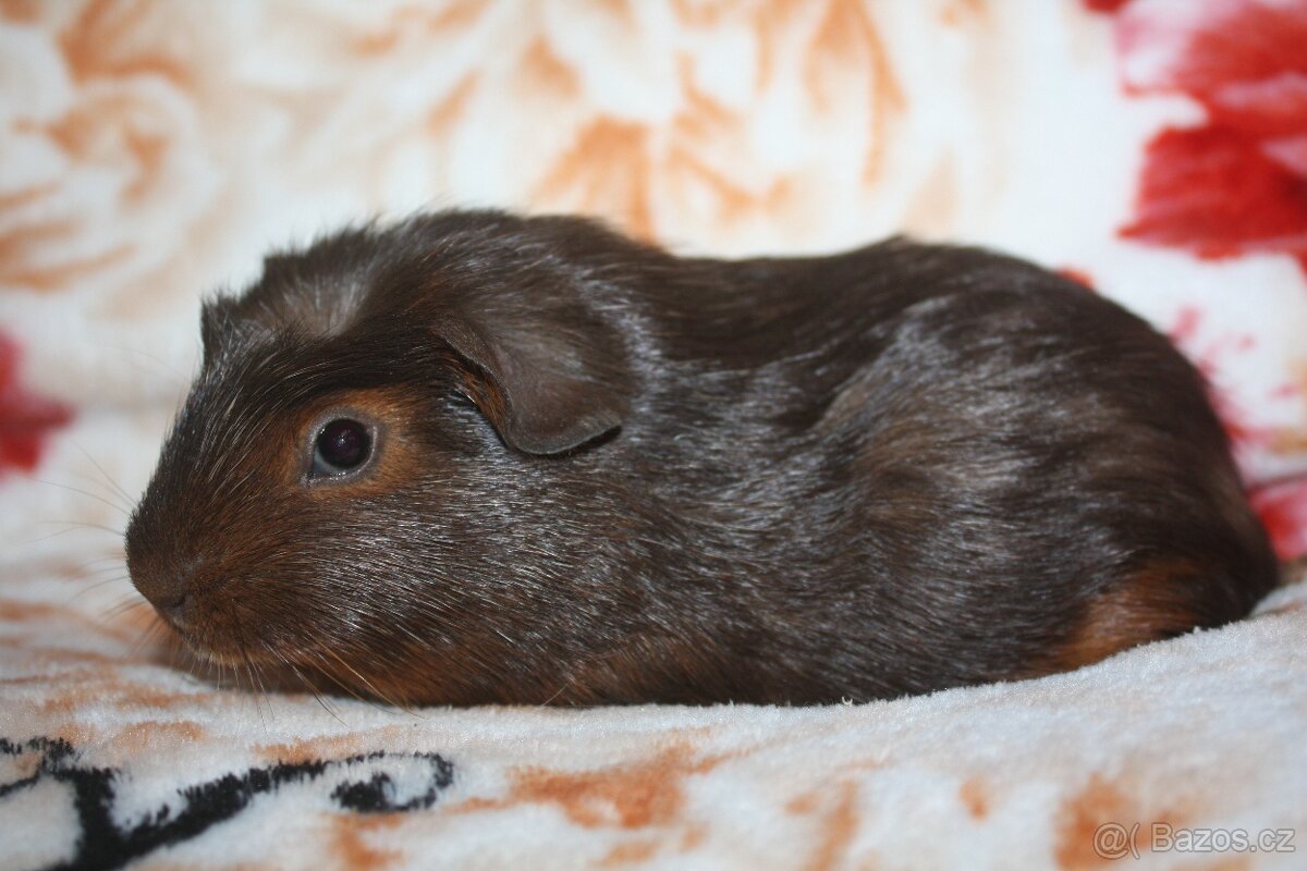 Morčátka krátkosrstá - 4