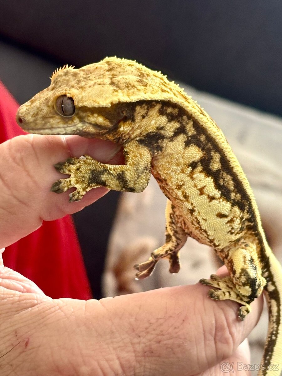 Pagekon řasnatý sameček Full Pinstripe 23g - 4