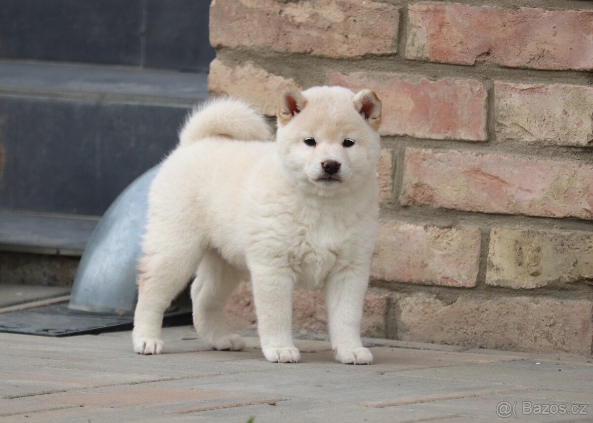 Shiba inu s PP - 4