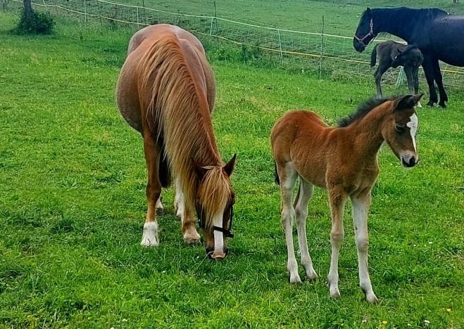 kobylka Welsh pony B - 4